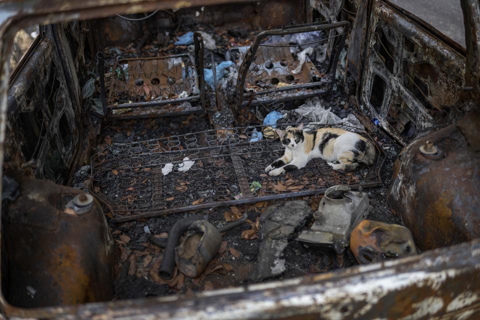 A cat rests inside an abandoned, burned-out car in the El Paraiso neighborhood of Caracas, Venezuela, Tuesday, April 19, 2022. While used cars are banned for import in Venezuela, old cars make up the majority of the capital's vehicular fleet and are expensive to maintain. (AP Photo/Matias Delacroix)