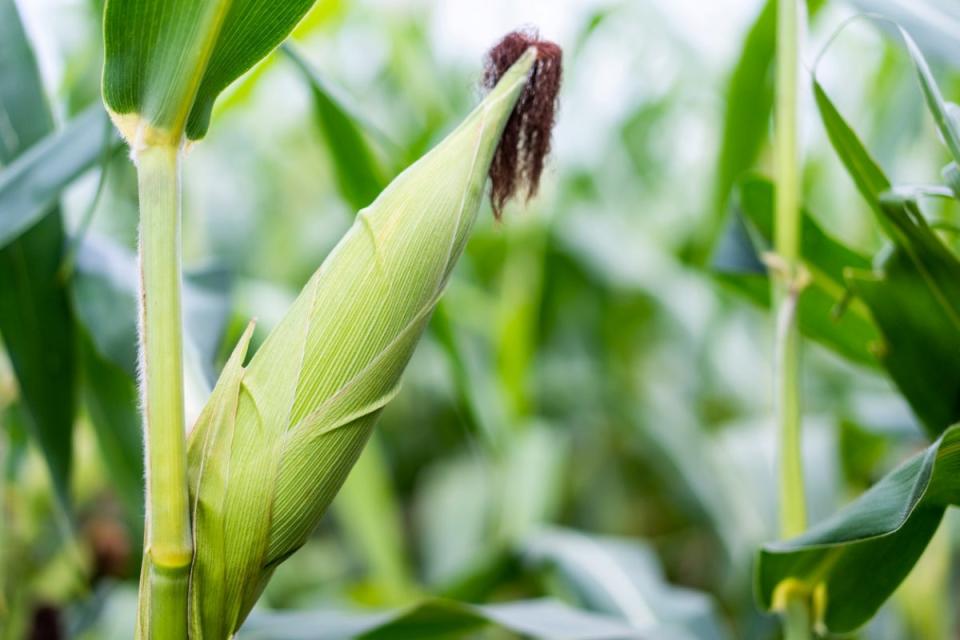 A cornstalk bearing a mature corn husk on its stem in a small corn crop.