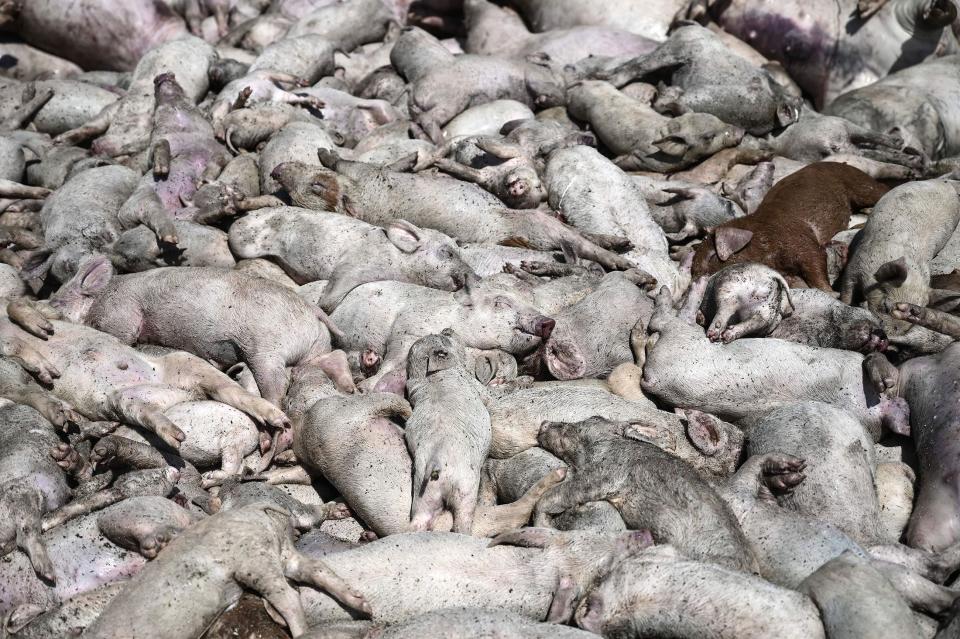 Drowned pigs in central Greece on Sept. 8.  (Photo: Sakis Mitrolidis/AFP/Getty Images)