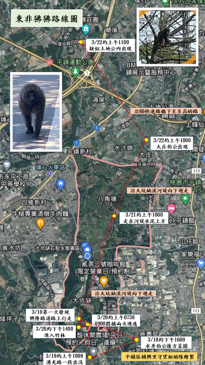 桃園市平鎮里里長兩度圍捕都沒有抓到，發出東非狒狒路線圖，提醒民眾。   圖：翻攝自桃園市平鎮里里長臉書