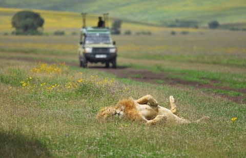 A wild encounter in Ngorongoro - Credit: Getty