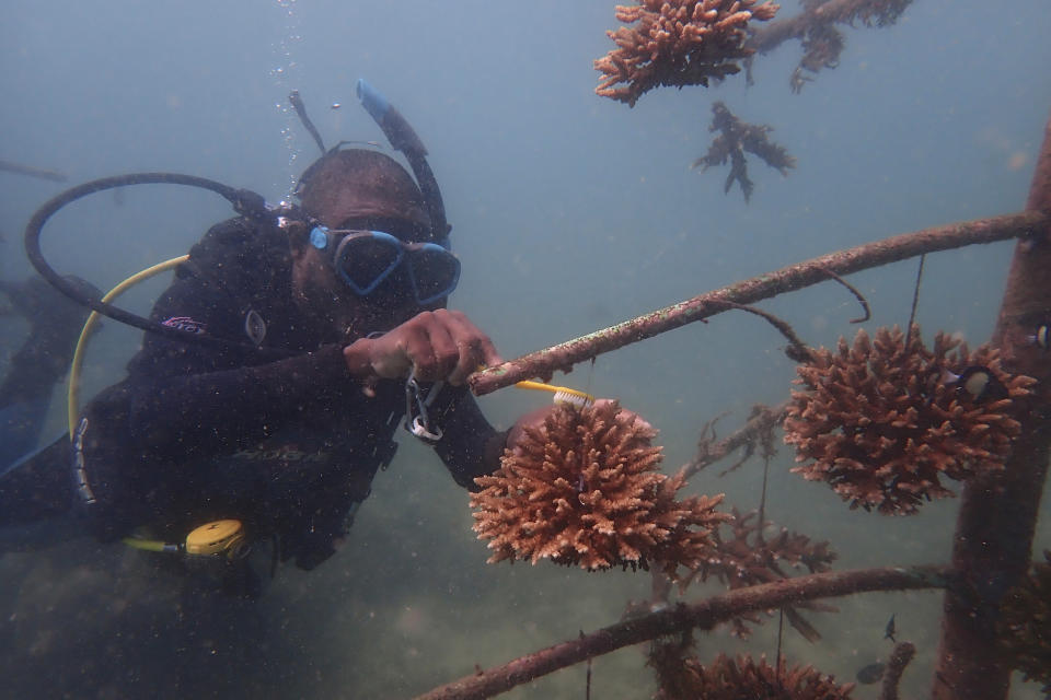 A coral reef restoration ranger brushes an artificial reef structure in the Indian Ocean near Shimoni, Kenya on Monday, June 13, 2022. The marine area off the coast of Kenya at Wasini Island, jointly managed by a foundation and the island's community, has been planting over 8,000 corals a year since early 2010s and placed about 800 artificial reef structures in the channel in a bid to restore Wasini's coral gardens. (AP Photo/Brian Inganga)