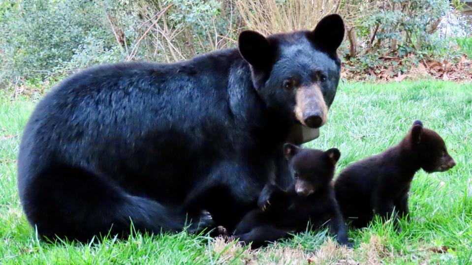 In the Asheville area, bear cubs usually are born in January and February.