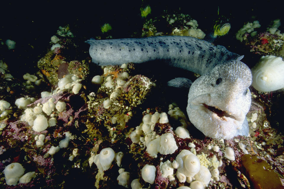 A large wolf-eel spotted underwater in waters off British Colombia.