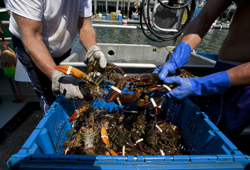 Lobsters are unloaded from a fishing boat Thursday, Aug. 9, 2012, in Portland, Maine. Maine's lobster harvest seems to be hitting an economic wall, with a plentiful catch causing low prices that is disgruntling lobstermen in Canada. They have set up blockades around some plants to prevent delivery of Maine lobster they say is stealing their livelihood. (AP Photo/Robert F. Bukaty)