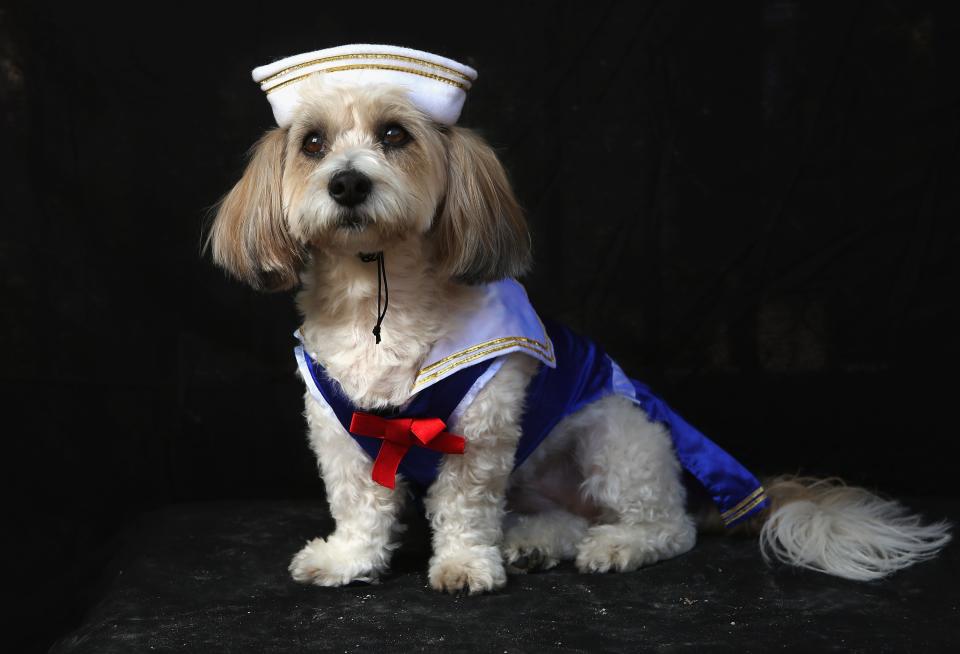 NEW YORK, NY - OCTOBER 20: Lola, a coton breed, poses as sailor at the Tompkins Square Halloween Dog Parade on October 20, 2012 in New York City. Hundreds of dog owners festooned their pets for the annual event, the largest of its kind in the United States. (Photo by John Moore/Getty Images)