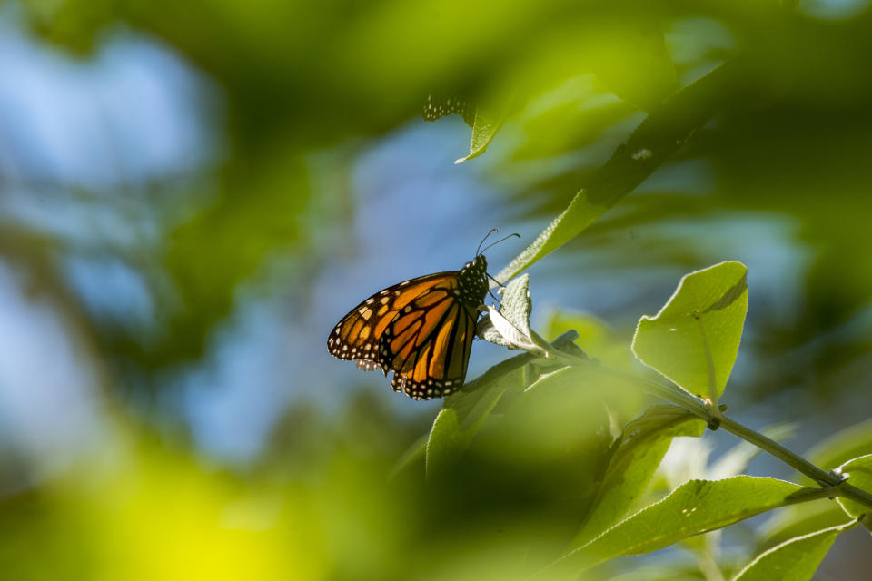 FILE - A butterfly sits on a leaf at Monarch Grove Sanctuary in Pacific Grove, Calif., on Nov. 10, 2021. The number of western monarch butterflies overwintering in California dropped 30% from the previous year likely due to a wet winter. Researchers with the Xerces Society, a nonprofit environmental organization, said Tuesday, Jan. 30, 2024, that volunteers who visited sites in California and Arizona around Thanksgiving tallied more than 230,000 butterflies, compared to 330,00 in 2022. (AP Photo/Nic Coury, File)