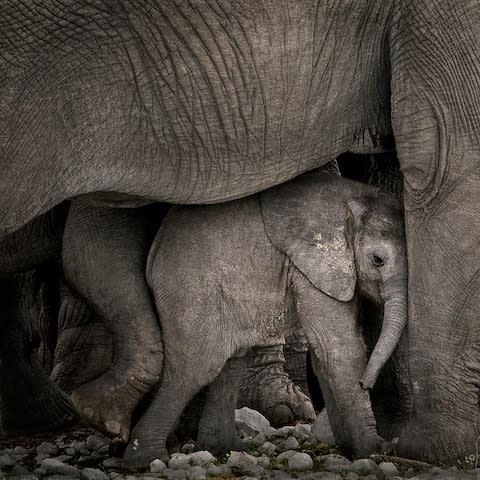 A baby elephant in Namibia's Etosha National Park - Credit: marina cano