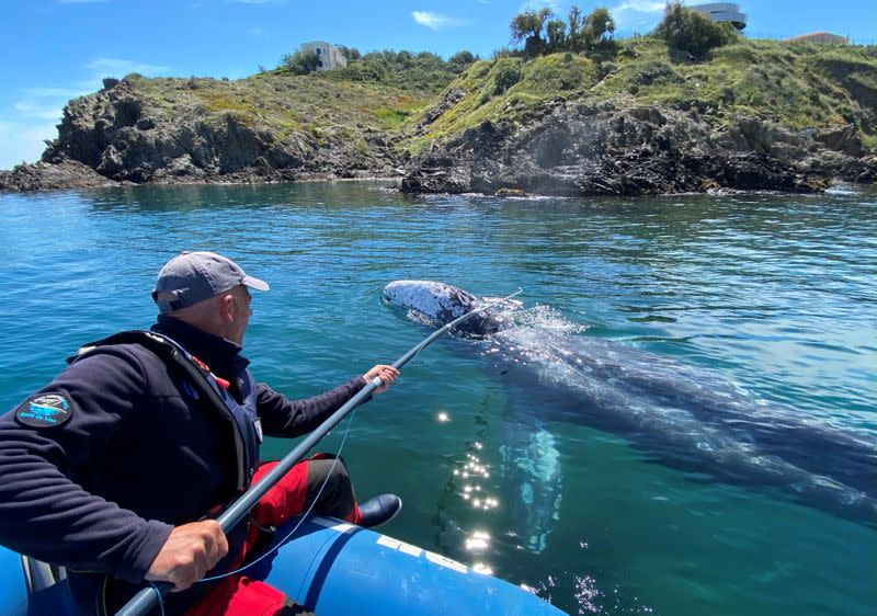 Wally, the lost gray whale calf in the Mediterranean Sea, has little chance of returning to his native North Pacific