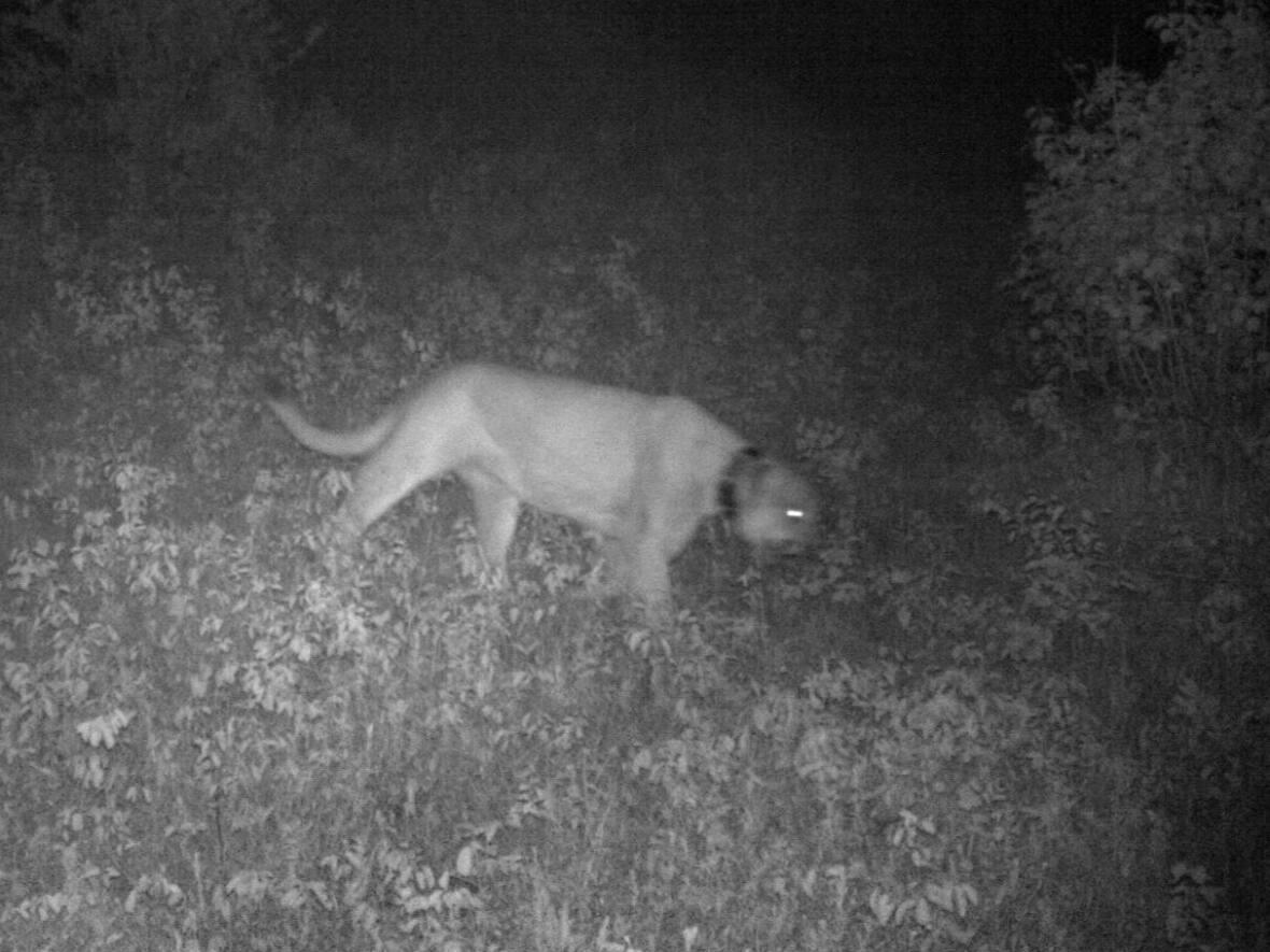 This cougar born in Alberta's Cypress Hills region in 2010 was later seen in trail camera photos taken in Manitoba's Riding Mountain National Park four times between 2016 and 2018, says zoologist Bill Watkins. It was found dead in a wolf trap in February 2020 and was one of the five confirmed cougar sightings in Manitoba that year. (Parks Canada/Submitted by Bill Watkins - image credit)