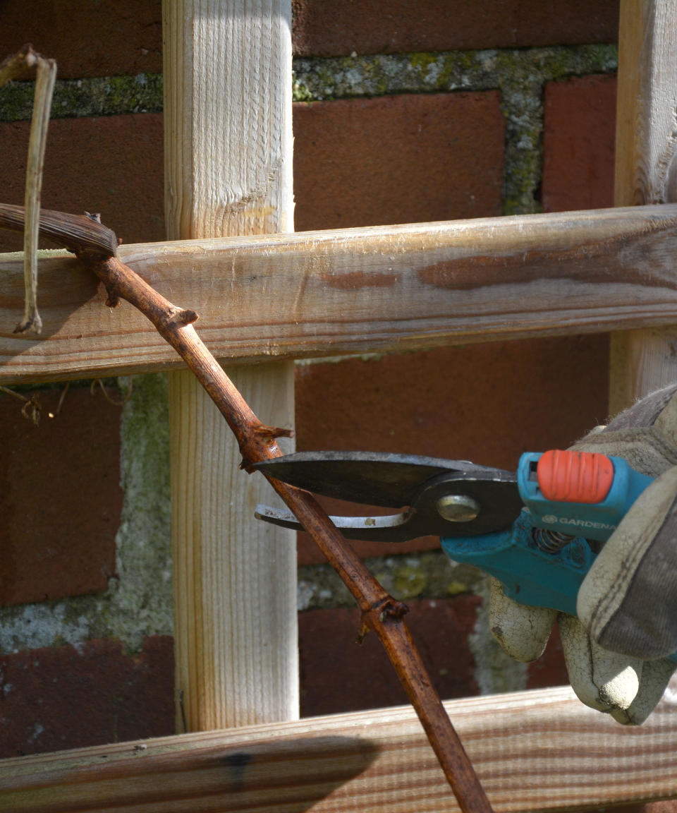 Close up of cutting back a grape vine branch to two buds from the main stem