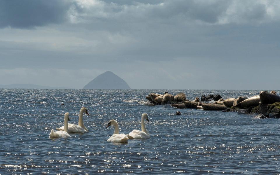 Today Ailsa Craig in Scotland is protected for its birdlife