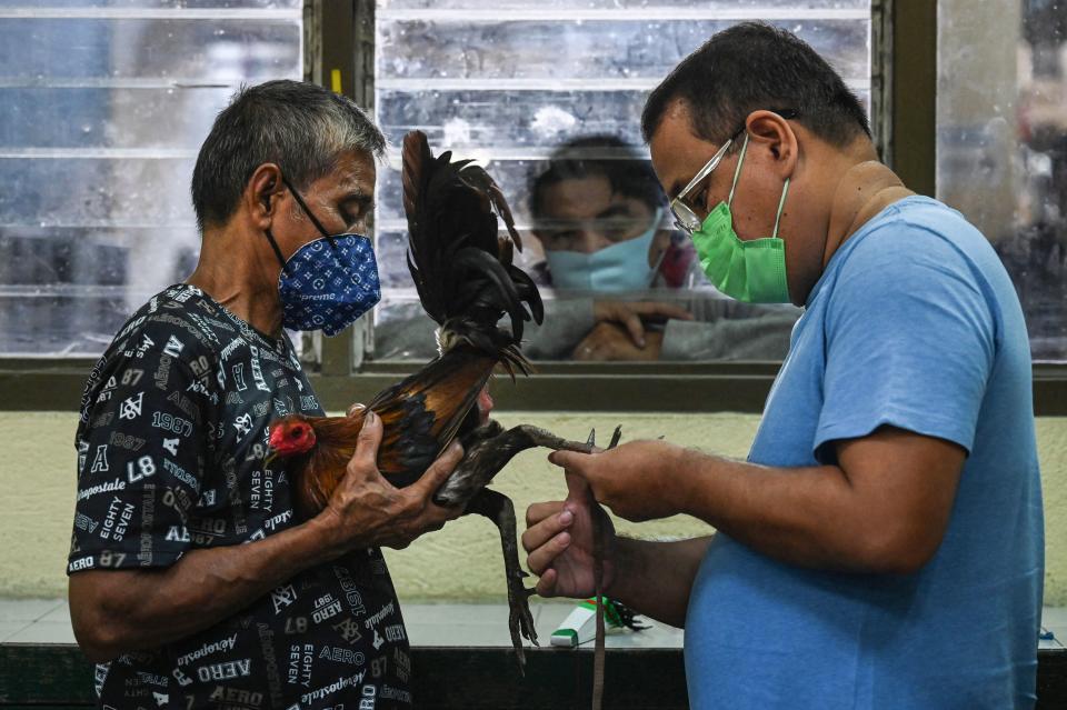 <p>Katrina Del Espiritu Santo, de Personas por el Trato Ético de los Animales, trabaja para que se prohíban denunciando que las aves “están obligadas a pelear hasta la muerte”. (Foto: Jam Sta Rosa / AFP / Getty Images).</p> 