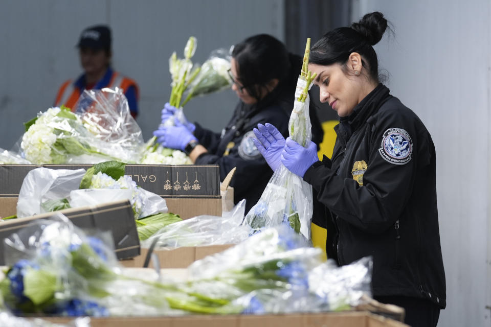 U.S. Customs and Border Protection agriculture specialists inspect imported flowers for harmful pests, at Miami International Airport in Miami, Monday, Feb. 12, 2024. Roughly 90% of flowers imported to the U.S. pass through Miami's airport, most of them arriving from South American countries such as Colombia and Ecuador. (AP Photo/Rebecca Blackwell)