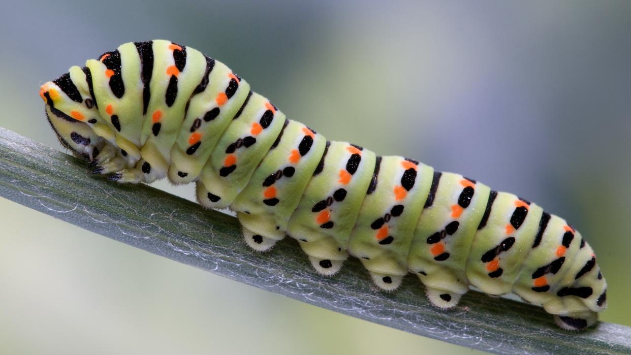  Caterpillar of Papilio machaon butterfly with orange and black spots. 