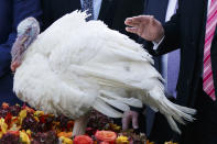 <p>President Donald Trump pardons Drumstick during the National Thanksgiving Turkey Pardoning Ceremony in the Rose Garden of the White House, Tuesday, Nov. 21, 2017, in Washington. (Photo: Evan Vucci/AP) </p>