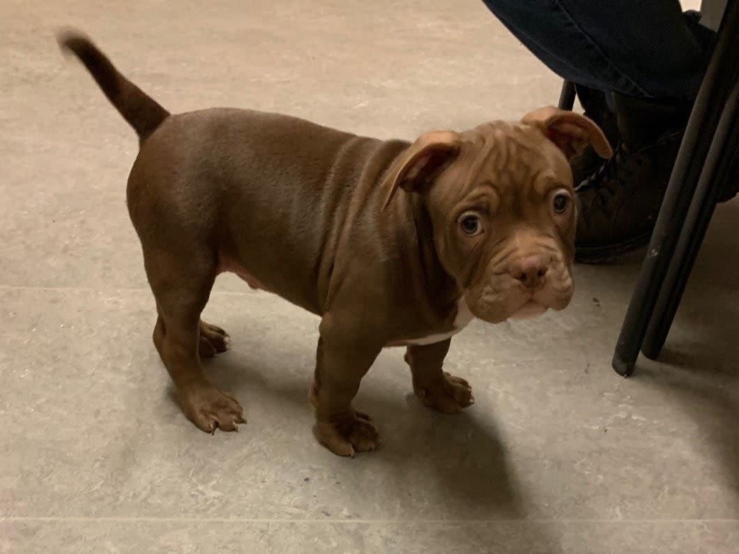 A man has been arrested after accidentally shooting himself in the leg while trying to steal a puppy in Ontario, Canada, 20 December, 2019: Peel Regional Police