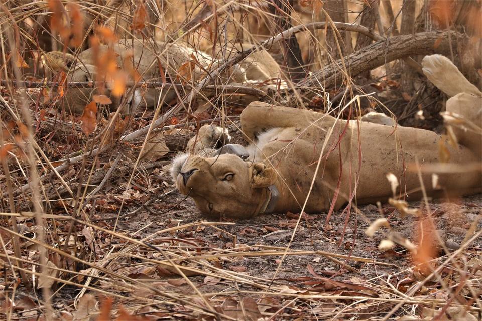 During the days the team tracked collared lions using VHF in order to collect data on their pride structure and investigated GPS clusters in order to collect data on lion kills and their prey selection. Pictured here is the lioness Flo with her sister in the background who we collared last year and now forms the largest of the parks prides