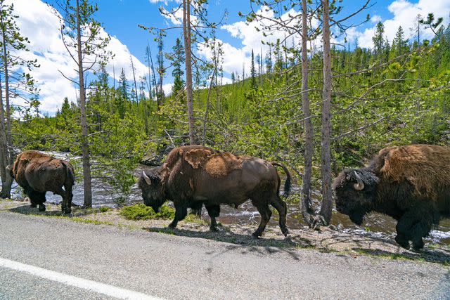 AaronP/Bauer-Griffin/GC Images Bison in Yellowstone National Park