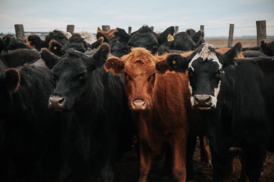 Mueren 18 mil vacas durante explosión de granja lechera en Texas