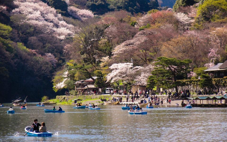 Cherry Blossom Festival at Kamo River in Kyoto