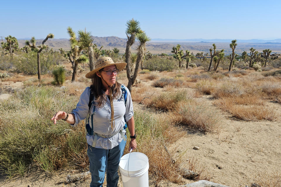 Madena Asbell, director of plant conservation programs at the Mojave Desert Land Trust, collects seeds to preserve desert plants after this winter's historic rains Wednesday, June 12, 2023 in the Mojave Desert near Joshua Tree, Calif. Previously, years of drought damped the prospect of collection. The goal is to bolster the Mojave Desert Seed Bank, one of many efforts across the United States aimed at preserving plants for restoration projects in the aftermath of wildfire or floods. (AP Photo/Damian Dovarganes)