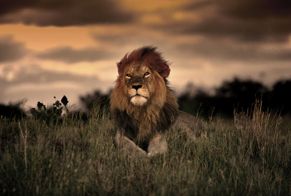 lion in masai mara national park