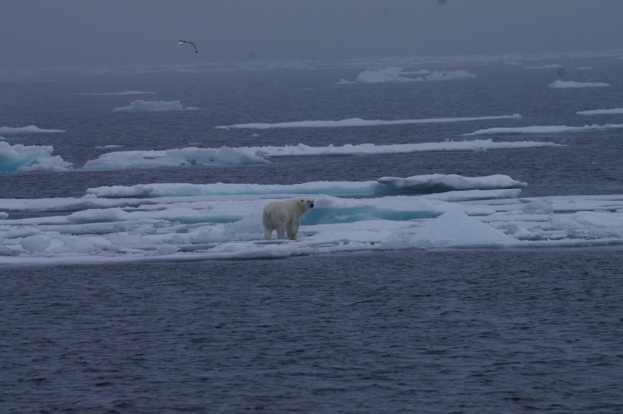 Polar bear walking on iceberg on Norway's Svalbard Islands