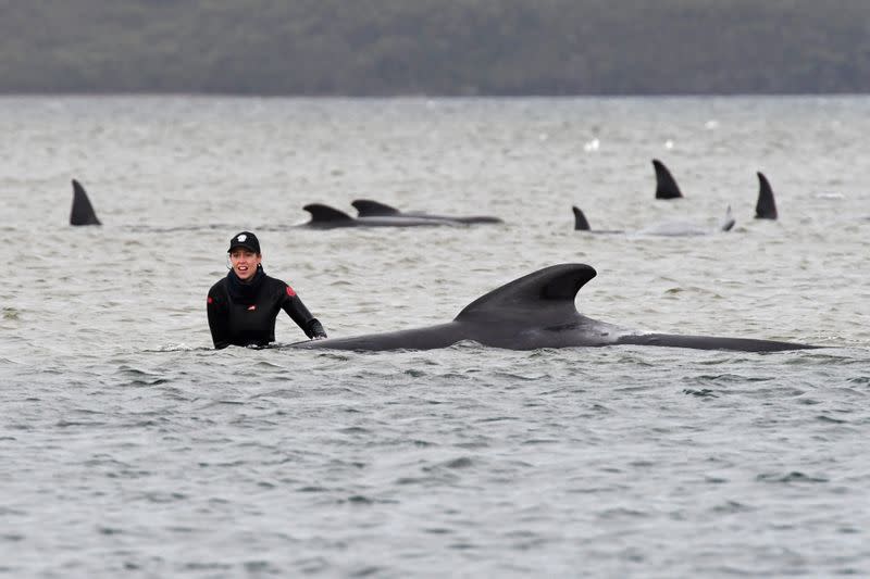 FILE PHOTO: Rescue efforts to save whales stranded on a sandbar take place at Macquarie Harbour