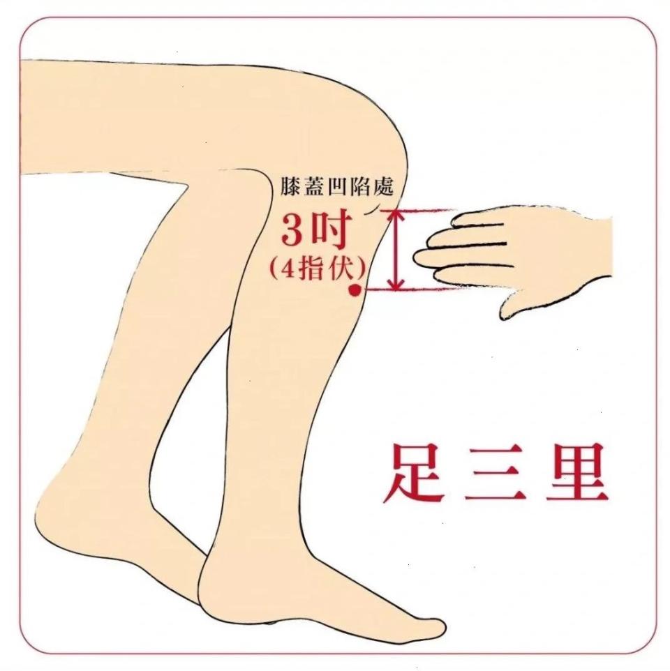 位置：膝關節彎曲成直角，外側膝蓋骨下方的凹陷，再往下4橫指處。 功效：減少腹部白色脂肪的累積，促進腸胃蠕動。