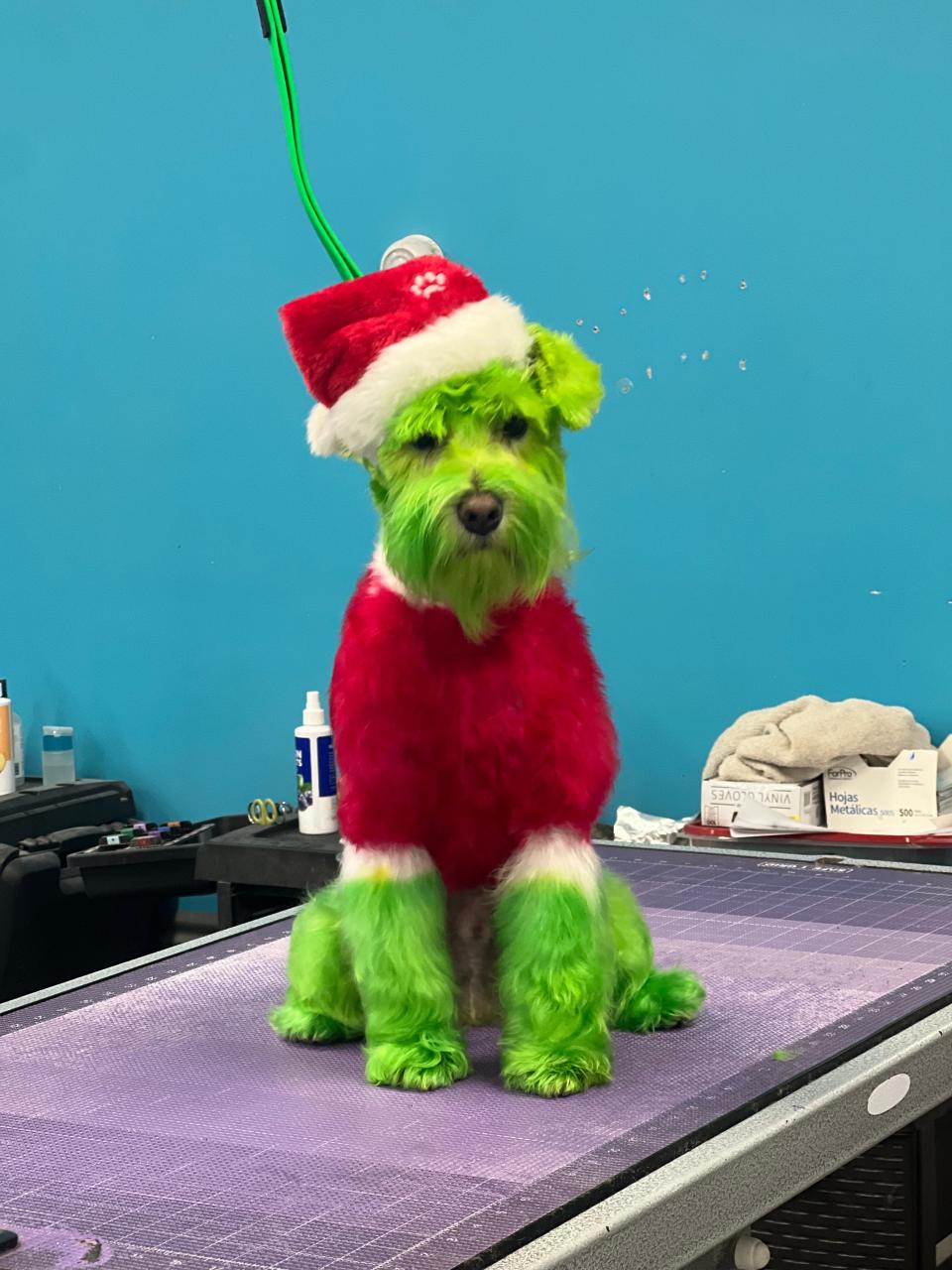Another dog is pictured with the grinch fur design after getting dyed by groomer Hailey Degner who works at Muddy Paws in Freeport, Illinois.