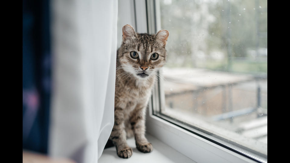 cat sitting in window