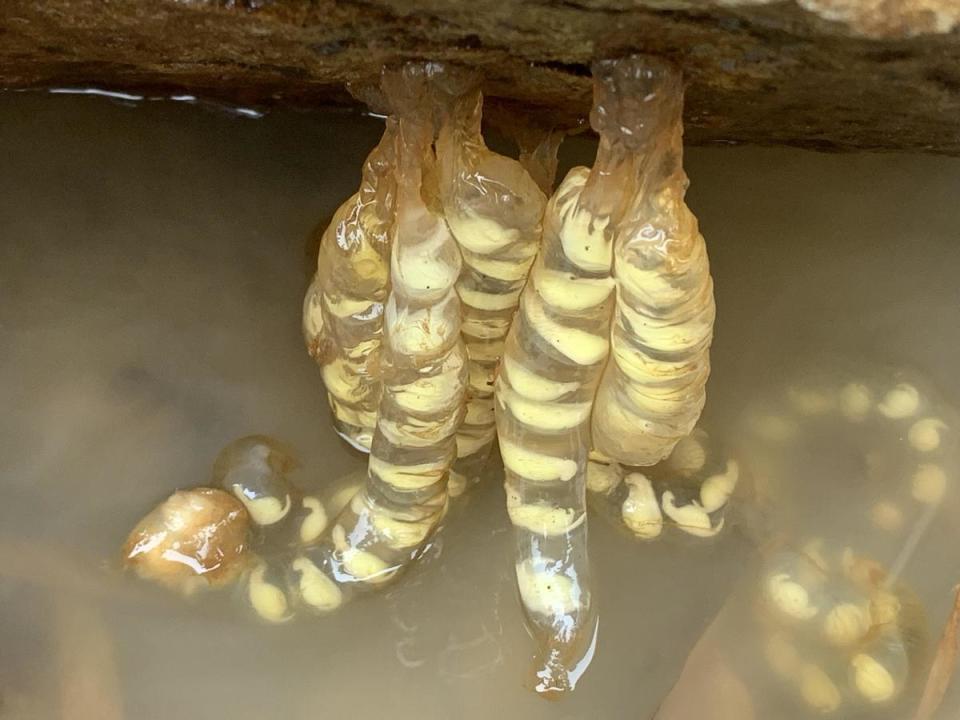 該片在山椒魚重要的棲息地發現野生的山椒魚卵串，並首次完整記錄從卵到胚胎，並登陸上岸發育完成過程。（大麥影像傳播工作室）