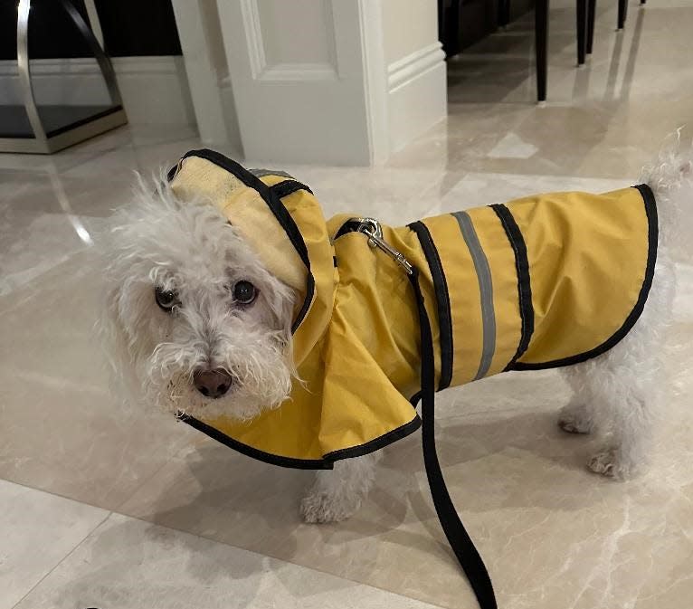 Joanna Woodruff and Herbert Roemmele’s rescue dog named Sophie, who Joanna says is “part poodle and many other parts,” is wearing her raincoat in case it rains as much as it did in January (which she hopes won’t happen.)