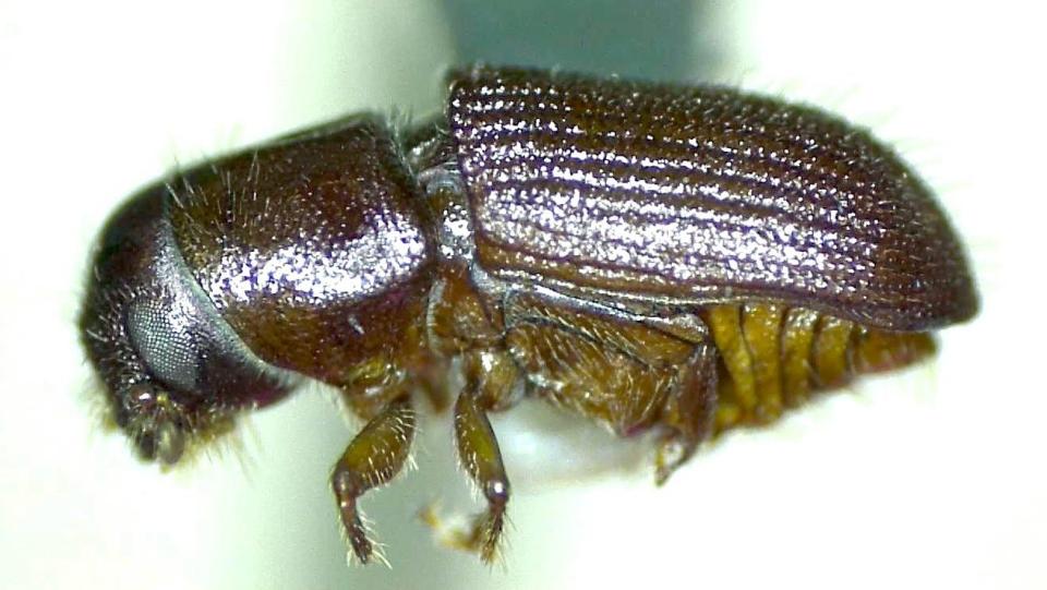 Lateral view of the southern pine beetle, a major pest of pine trees in Florida.