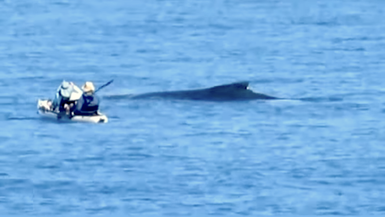  Kayekers way too  close to whale in Hawaii. 