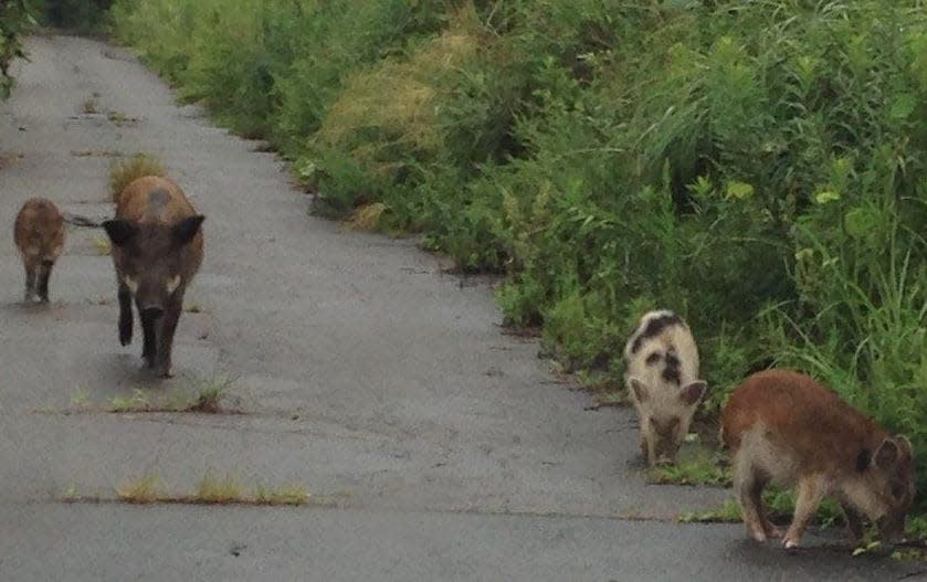 Spotted wild boar are indicative of the interbreeding with domestic pigs following the 2011 Fukushima disaster - Hiroko Ishiniwa