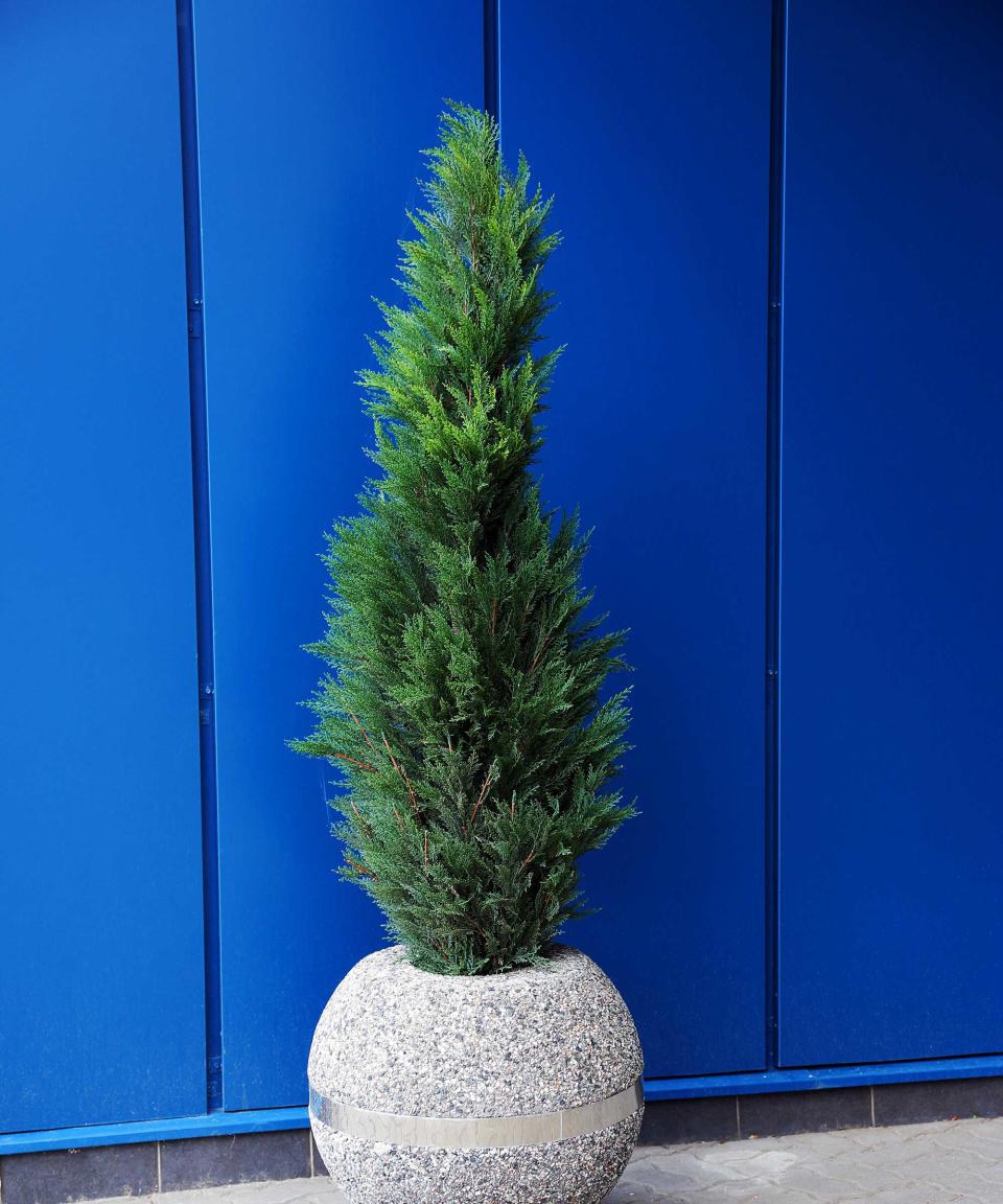 thuja in pot