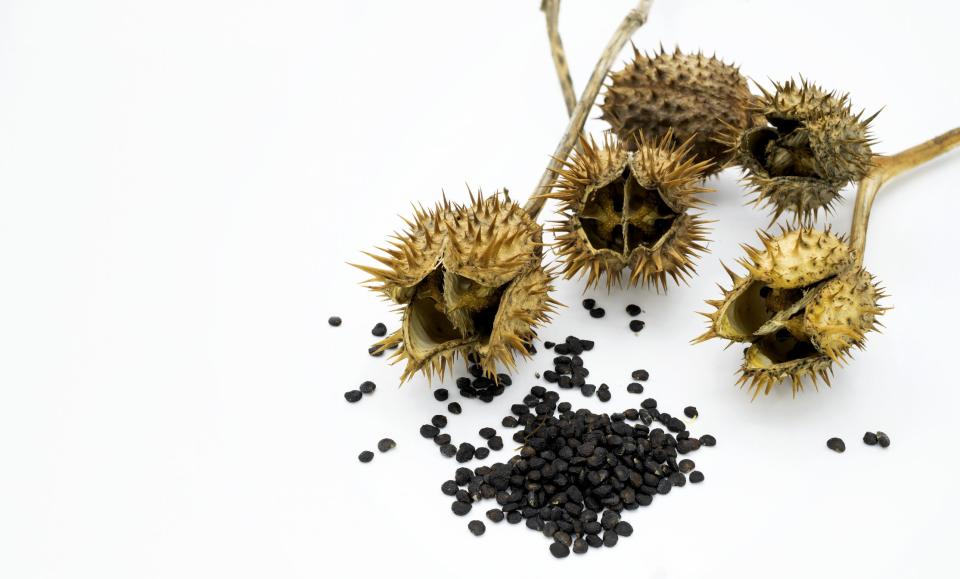 Tends of black seeds extracted from the Datura stramonium plant.