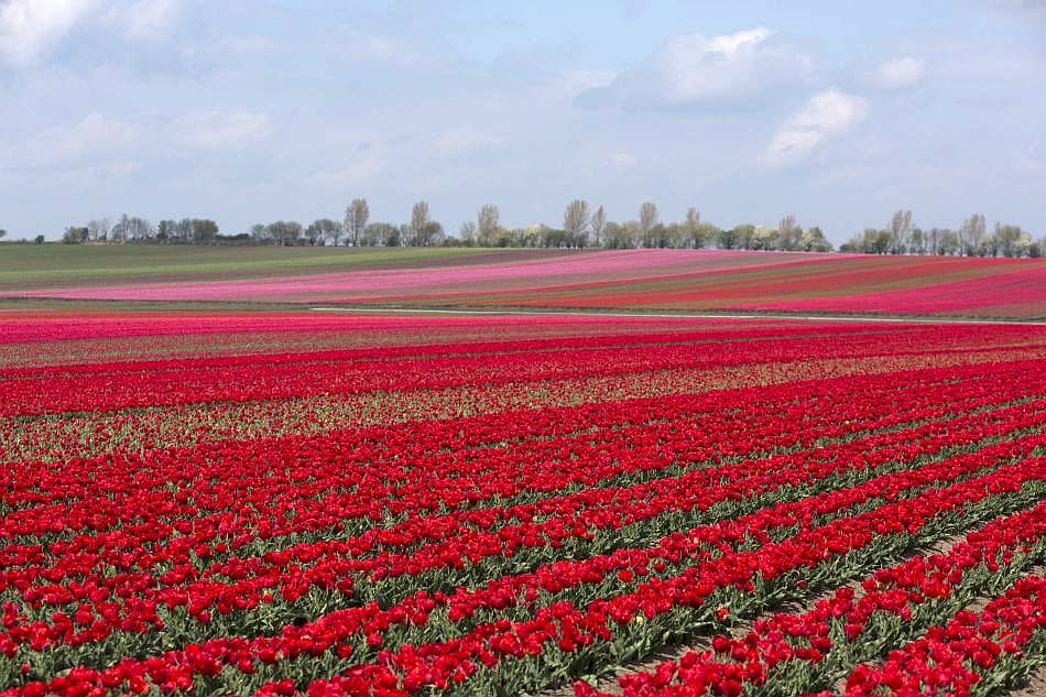 Tulips blossom on a field in Schwaneberg near Magdeburg, Germany.