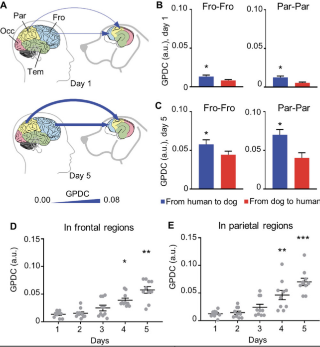 Étude sur le cerveau humain et canin