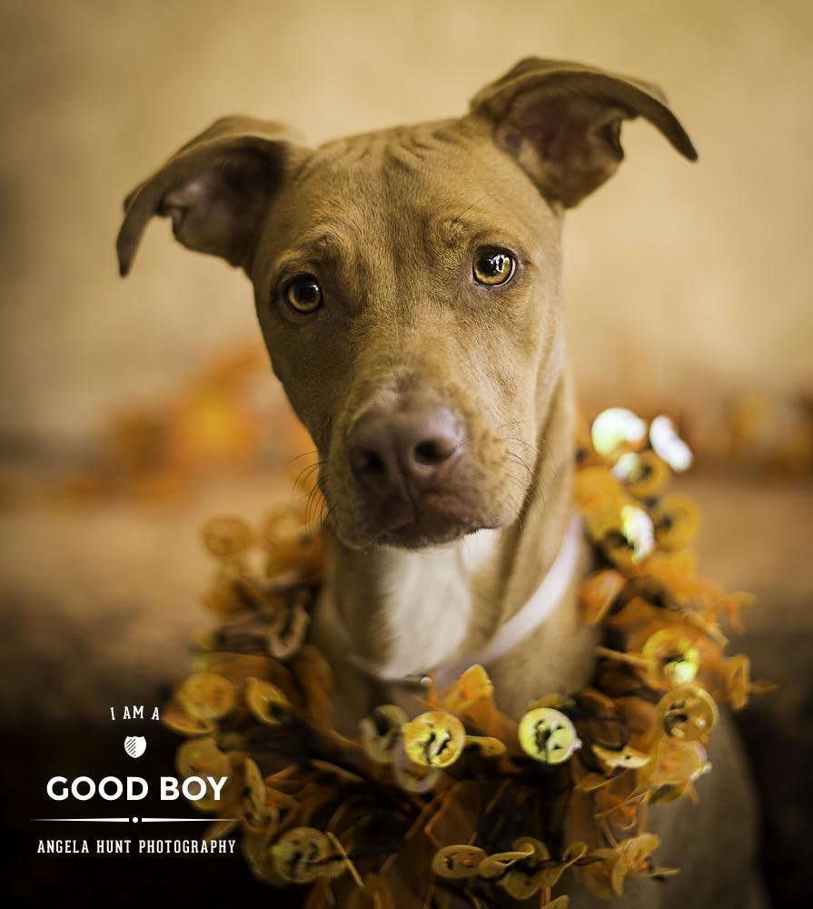 Titan is a shy 2-year-old dog looking for a family with older kids (or no kids) where he'll be confident, and let his goofy personality come through.  Find out more from the <a href="https://www.facebook.com/SPCATampaBay/?fref=ts">SPCA Tampa Bay</a>. Here's <a href="http://spcatampabay.org/pet-details/?id=23947147&species=1" target="_blank">Titan's adoption listing</a>.