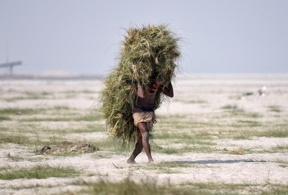 A man carries grass to feed his cattle in Guwahati