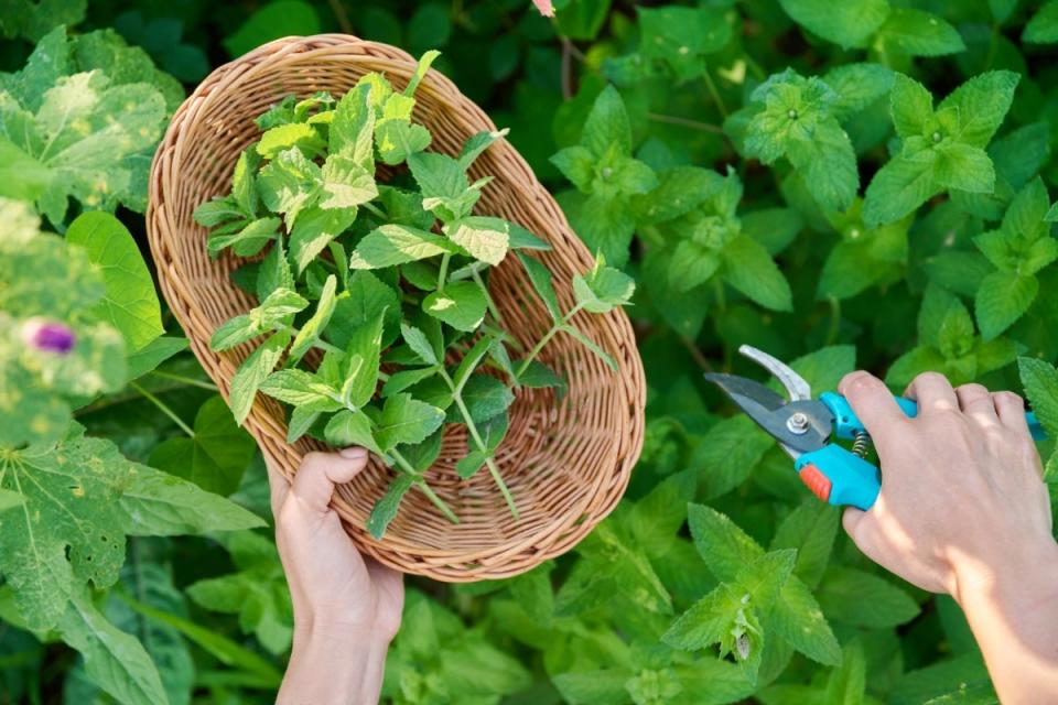 Harvested mint sprigs in a wicker basket being held by a home gardener working with pruning shears.