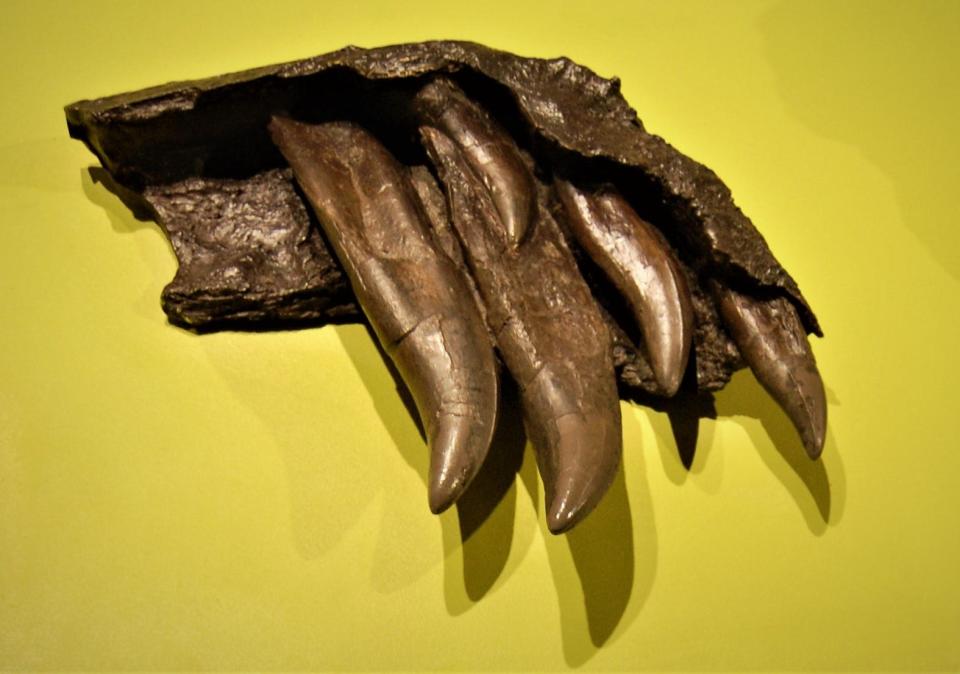 This fossilized set of Tyrannosaurus rex teeth is included in the "Tyrannosaurs Meet the Family" exhibition at the Farmington Museum at Gateway Park.