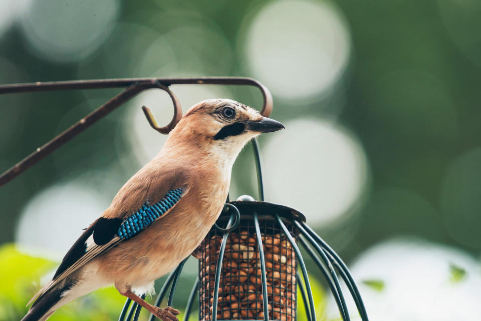 Jay on a caged bird feeder