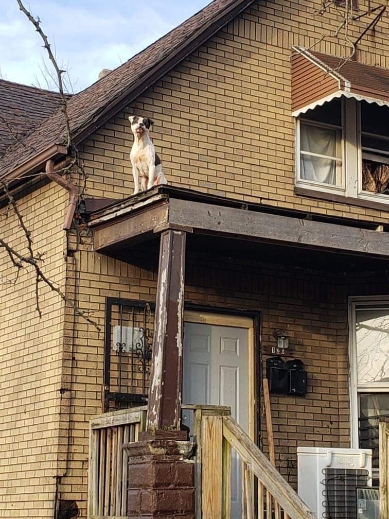 Topper earned his name from being rescued from the rooftop of an abandoned house.  (Katie Campbell)