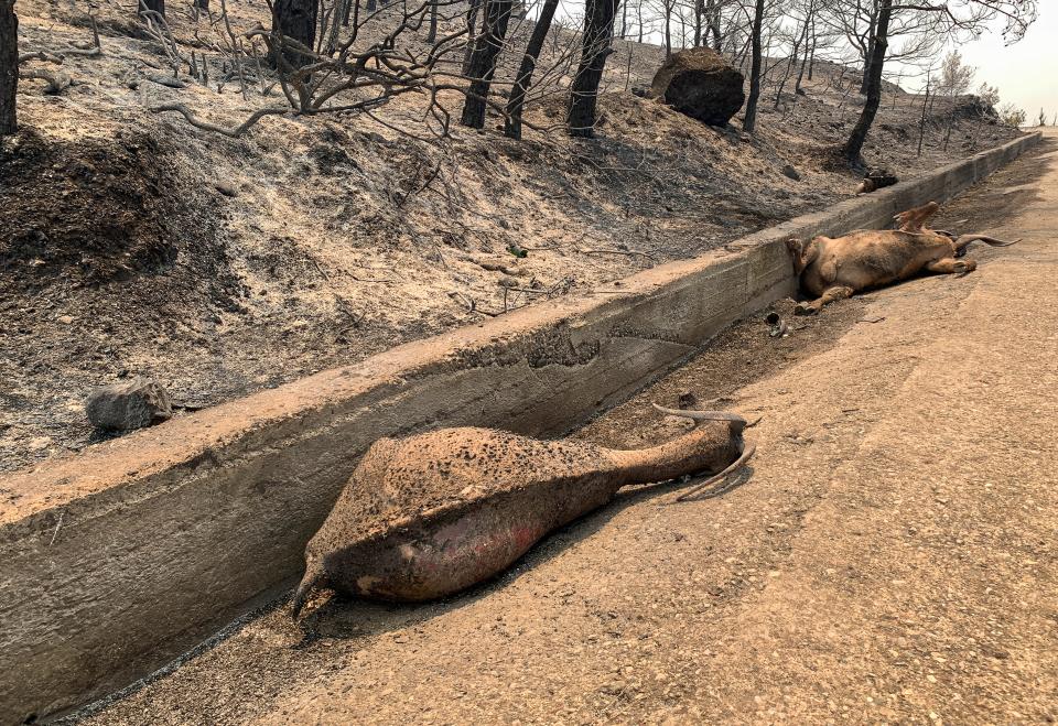 Dead animals lie on a road after a forest fire, on the island of Rhodes (AP)