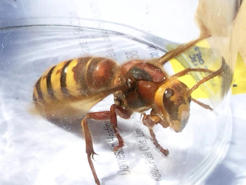 Asian hornets reportedly pose a threat to native species. (SWNS)