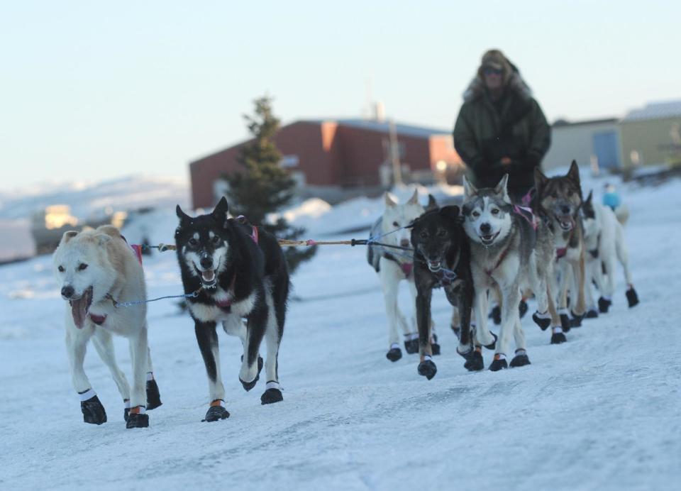 Sonny Lindner is third musher into the Unalakleet checkpoint at 6:09PM during the 2014 Iditarod Trail Sled Dog Race on Saturday, March 8, 2014. (AP Photo/The Anchorage Daily News, Bob Hallinen)